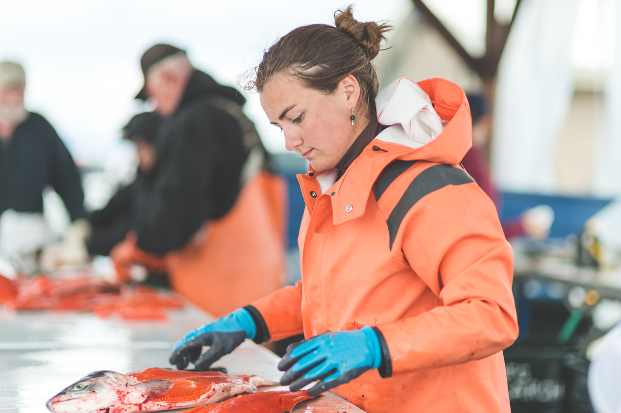 Alaskan fish cleaning